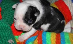 ~ RESERVE just in time for CHRISTMAS ~
ONLY 2 LEFT
Frenchton (aka Froston) puppies. From proven Purebred Champion Bloodlines, The father is French Bulldog (heavyweight - CKC Reg'd), and the mother a Boston Terrier. They have beautiful markings, Black