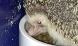 I have a wonderful hedgehog that I have boughten from Breys only a week ago. He is a adorable pet, but is just to much work for my son. He had been wanting one for ages and I got him one and now his work wants him most of the time and he just wont get the