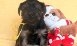 For a fun-loving and affectionate family pet, we have Yorkie puppies ready to be reserved for mid Jan. They were born Nov.11th. A crate, photos of the puppy,  toys, chicken and rice puppy food etc. could be given for Christmas. Then come to visit your