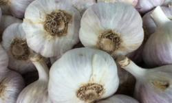 Fresh Ontario Garlic is Still available!
Last of the Season's Garlic
$2 each or 3 for $5
 
Premium jumbo bulbs available as individual or in bulk.
The variety we sell is "Music". We sell only this variety because when dried properly, it can last up to a