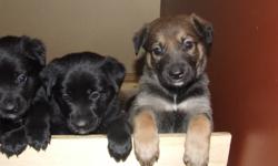 German Shepard/ Husky Cross Puppies ready for homes on 15th January 2012.
5 males, 2 females, reared indoors and great with children as they have been handled daily since birth by our 3 children, they are lots of fun! with great personalities!
$70 to