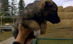The mother is a purebred German Shepherd. She is very well mannered and is excellent with kids and livestock. The puppies are ready to go immediately. Please call or email if you have any questions or to come take a look
