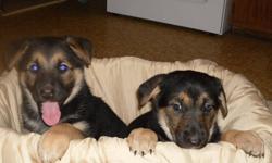 Gorgeous puppies-- home raised with lots of love and cuddling--puppies are 9 weeks old and ready to meet their forever families! They have beautiful coats with black brown and white highlights--Mother and father on sight--Father is a German Shepherd and