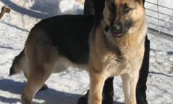 Missy is a 2 year old female German Shepherd, black & tan, working bloodlines. Both her parents are registered, she is not. She is house broke. She is up to date on vaccinations and deworming. She is a very healthy dog. She has had to litters of pups. I