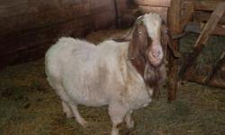 Disease free 1 pure bred breeding buck and 2 one year old boer bucks. please contact
