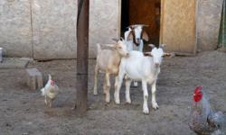 boer x saanen goats,1 buckling  7month old, intact left $150 ,1 doeling 4+month $130