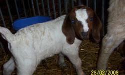 -young meat goats(LIVE)
 
-females 3.00 per lb
 
-males 2.75 per lb
 
-going fast call today
 
-Cory or Bob 519-798-9912