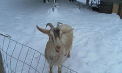 We have for sale 2 goats.  $ 100.00 each.  The female is approx. 3 years old,
(THE FEMALE HAS BEEN SOLD) and the male is about 11 months old.  The nanny is the beige colored goat pictured, and the billy is the black and white one.
Both goats are gentle