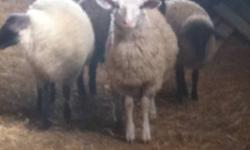I am looking for any goats or sheep free or cheap to add to my herd. I have a farm with lots of space and just love goats and sheep. Text, call or e-mail me if you have any sheep or goats that you can no longer care for or want. Thank you.
This ad was
