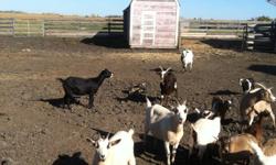 Goats for sale miniture cross lots of colors some were born end of April. There are some 1,2 and 3 year olds also there are a couple Withers the rest are Nannies. Asking $25.00 to  $100.00