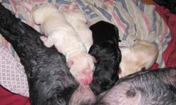 Stella blessed us with 10 beautiful healthy babies and now it is up to me to find their forever homes.  They have already been vet checked.  I have had their dew claws removed and tails docked.  Stella is a black standard poodle and her boyfriend was a
