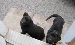 2 Female mix breed puppies, cute little things. Playful, great with kids, and all people. They are used to being around cats. Their mom is a german shepherd golden retreiver, mostly retriever, and I'm assuming their dad is a black lab. All black pups,