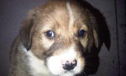 golden retriever- boarder collie X puppy's for sale, 3 left, they all there shots and were vet checked!!!!!