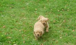 We have Five golden retriever pups left, One girl, Four boys that must have a good home, must go ASAP so please call and make an offer. The mother and father are on site for viewing. We are willing to deliver, they are ready for their new homes now. 
 
We