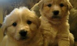Adorable, sweet and loving golden retriever/collie x puppies. Dad is a golden retriever and mom is a border collie. Some look like dad and some look like mom. A beautiful mix. They are well socialized and have very sweet personalities. They will make