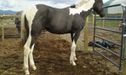 Gorgeous black and white tobiano double registered APHA gelding for sale. Two blue eyes, great conformation, no vices, no soundness issues. Has been in professional training for 2 months and lightly started. Approx. 15.2 hh and still growing Great