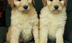 We have absolutely gorgeous golden doodle puppies that are now 9 weeks old and ready to find new homes! They were born on November 25. There are 4 females and 1 male at this time. These goldendoodles are light wavy to curly and will have little shedding,