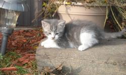 Gorgeous grey/white kittens healthy farm raised, 9 weeks old, super friendly, handled by children since birth. One male, one female. Our kittens make wonderful pets. Ask anyone! Smartest, healthiest kittens around!  Litter trained.
 
Melanie or Janelle