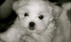 These gorgeous Havanese puppies are raised with children and other pets.
 
They have been raised by Sandra a funder for cherryhill rescue.
 
These puppies are very friendly family pets. Mother is 13lbs father is 9lbs.
vaccinated and dewormed.
 
 
We have