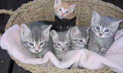 Gorgeous litter of kittens for sale, they are well tempered and have been raised around small children. There are 3 males and 3 females. We are offering free delivery to Calgary.