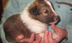 These gorgeous puppies will be ready to join there new homes from Dec 22 2011
All are sable with full white collars.
They will come to you fully socialized, vet clearance, shots, wormed, and started crate training.
These little ones are starting to walk