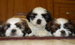 Beautiful purebread Shih Tzu puppies. Come see the difference!
 
Non-shedding and great for people with allergies.
 
The mother (pictured) is ~12 or 13lbs and has desired chocolate coloring. The father is a little bigger and is traditional tri-color.