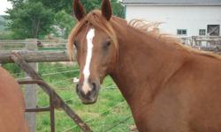 Legacy is a beautiful chestnut reg. half arabian filly.  She is three years old and is quiet to work with.  She ties, bathes, clips, is good for the farrier and has good feet.  She has good conformation, and clean legs. She loves attention.  Halter broke