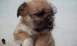 1 and 8 are available still... both are male
Mom is a Shih-su, Jack Russel mix,
Both parents on site
2 girls, 2 boys
All pups left look quite pug, except for pic 6 (looks Jack)
Get them home, and settled, before the big day!
The coats stay short, and not