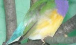 PIC#1--- Male Gouldian Finche singing like crazy $65
PIC#2-- Young Male Gouldian Finche starting to sing $50
PACKAGE:The 2 Gouldian Finches With Cage (PIC#3) $165
PIC#3---Only 3 left Brand New With Stand $75 each Good for Small Birds,