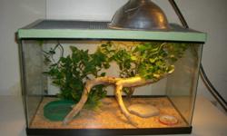 I'm selling a green anole.It is male and healthy.I bought it a few months ago at PJ's pets.It is easy to care .
It's good for children or beginners.
I will sell it with:
-10 Gallon tank,20"*11"*12.5",with metal caged lid,also perfect for any small