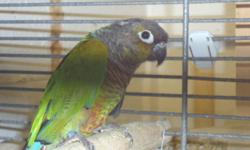 Green Cheek Healthy Young Conures For Sale For $129
Yellow Sided Healthy Young Conures For Sale For $129
Black Caped Healthy Young Conures For Sale For $129
Green cheek couple $249
Black caped couple $229
Cages available for $20 and up depending on size.