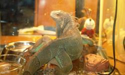 4 year old Green Iguana "iggy" app 42" long, very healthy, likes attention, loves the water, everything included needed to care for Iggy.
Included with Iggy is his $400.00 housing unit (critter cage) $150.00 heat lamps, $30.00 heat rock.
All Iggy needs is