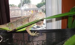 Beautiful 3 foot Green Iguana with 4'x2.5' mesh enclosure, lamps and accessories. Looking for someone who will enjoy and care for my Iguana as I am moving and am unable to bring him with me. He has had free rein of the house and has lived freely with my