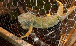 selling a green male iguana hes' around about 3 years old. it comes with all that you see in the pic, you just need food!