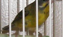 Green singing female finch.  She is healthy and active.  If you are interested please call 403-791-1179.