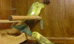 Pied parrotlets ,10 weeks old fully weaned,absolutely the most beautiful parrotlets you will ever own, blue/white is $250.Contact Greg @905-895-8385 or 905-392-8385. Females,parents are also included in the pictures.call anytime !