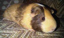 Hello, I have a Guinea Pig looking for a new home.  Her name is Chocolate Chip, she is about 4 years old.  Chocolate Chip was originally a rescue, and has been in my home for about 2 years.  Thinking she would be perfect sow to join my other Guinea Pigs I