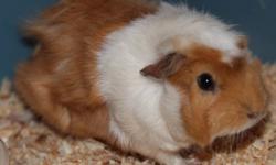 Tan and white guinea pig for sale, he is still a baby, loves to be pet $40 with cage ( around 3ft long )