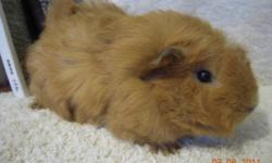 I have a few Guinea Pigs for sale. Great price at $10.00. Better deal for two.  Call Serena for more details at 905-899-0779 or email me at mailto:iluvmusic2@live.ca .