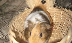 Baby piggies, friendly, love to be handled, great for children. 2 boys & 2 girls.
all have a long hair. They need to be homed as soon as possible as I'm not able to keep them.  They are cross between abyssinian & rex.