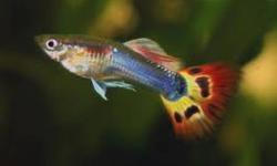 hello , i have about 35 + guppies that i want to rehome.. asking 10$ for all of them.. all the females are pregnant so you (and/or the kids) will get to watch the cycle of live births.. there are 2 fancy males and 3 full grown females and the rest of them