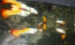 Guppies for sale $1.50 each. Guppies are easy to breed live bearers they will eat flake foods, algae wafers, freeze dried, frozen, or live foods.  
                
                          e-mail me for more information