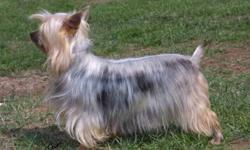 Our cute Yorkshire Terrier and Silky Terrier have 3 new little pups and are selling 2 at the moment. they are 3 weeks old now and are slowly trying to walk. They are a rare breed for they come from a pure breed of family. This new mix of Yorkshire and