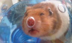We need to sell our hamster, the cage, ball and any cedar shavings and food we have.  The cage includes a play wheel and water bottle.
The hamsters name is Twix.  He is almost 10 months old.