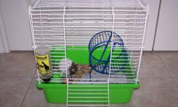 Male hamster grey and white, gentle, bought from pet store approx 3 months ago. Need to sell