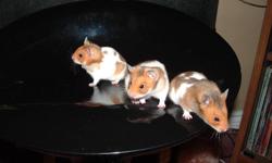 I have three male hamsters up for adoption!!!! Well handled and great for children's first pet. They are all brothers and are two and half months old. These are my first litter of hamsters. Do not come with cages. I am expecting more baby hamsters in 2