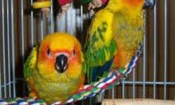Hand raised fully weaned super friendly Sun Conure Babies are up for sale. They are super cute birds. Will change their colors after few months. I gotta couple of unweaned too, for those who wanna hand feed. Asking $500 firm for each. Plz call at