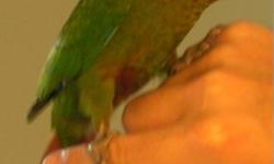 6 weeks old beautiful ROSE CROWN CONURE BABIES up for sale. Not many around, hardly come by hand raised babies of this breed. I have 4 to choose from. They are still on one feeding a day. Weaning on pellets, seeds, fruits/veggies. Asking $500 firm for