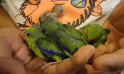 PLEASE READ CAREFULLY. DIFFERENT COLOR . DIFFERENT PRICE. ( NO EMAIL PLEASE )
HANDFED GREEN PARROTLET BABIES FOR SALE. I HAVE 1 FEMALE. 100$ EACH. PRICE IS FIRM. BANDEDJ, PHOTO # 1
HANDFED BLUE PARROTLET BABIES FOR SALE. I HAVE 2 MALES . 120$ EACH. PRICE