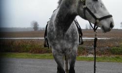 IT'S TIME FOR *GHOST* TO FIND HIS NEW HOME...THIS SWEET-NATURED 16.2H BOY IS VERY EASY TO HANDLE, GROOM, TACK UP ETC...ALMOST FELL ASLEEP WHEN I PULLED HIS MANE!! I APOLOGIZE FOR THE PICS BUT IT'S JUST TOO COLD TO BATH...HE IS SOUND,SANE AND HAS NO